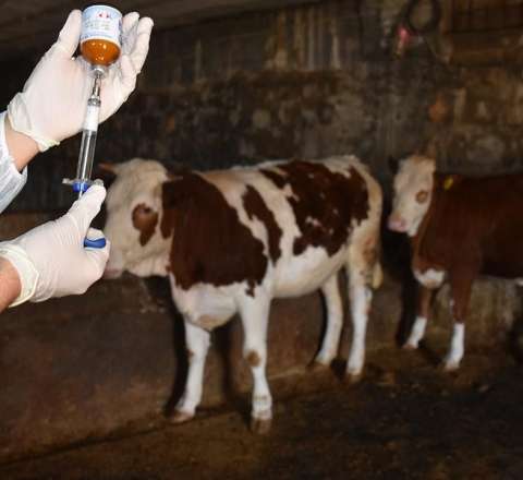 Dabaq xəstəliyi ilə bağlı AQTA-dan açıqlama 