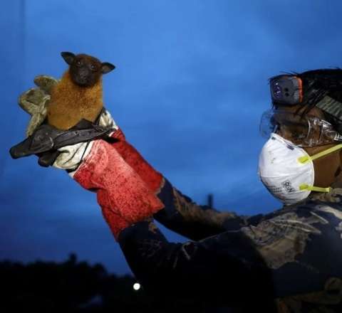 Hansı heyvanlar Nipah virusunu yoluxdura bilər? 