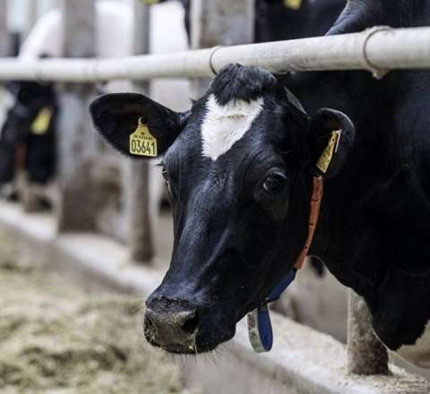 Azərbaycan bu ölkədən 714 inək aldı - Biri 8658 manata 