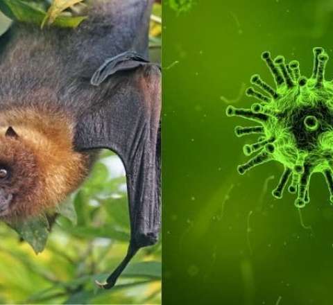 Koronavirusdan sonra yeni təhlükə - Nipah virusunun ölkəmizdə yayılma ehtimalı varmı? 