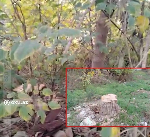 "Eldar şamları məhv edilib" - Gəncədə təbiətə 19 050 manatlıq ziyan vurdular 