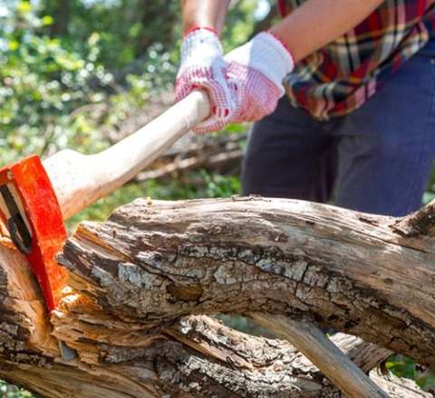 "Ağ şəhər"də ağac kəsilməsi ilə bağlı cinayət işi açıldı, 2 nəfər saxlanıldı 