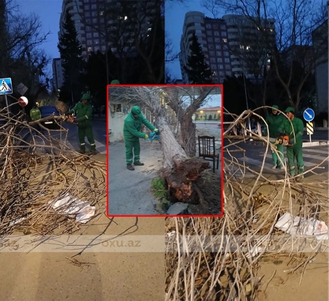 Güclü külək ağacları aşırdı 