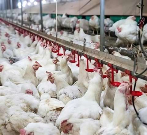 Broylerlər toyuq başı və ayaqları ilə yemlənir? – İddialara CAVAB 