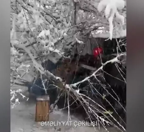 Ağac 60 yaşlı qadının üzərinə aşdı - VİDEO  