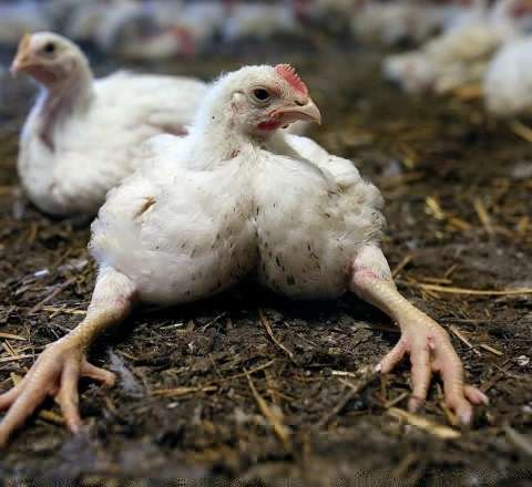 Broyler toyuqlarının orqanizmə    - 7 zərərli təsiri  - DƏHŞƏTLİ FAKTLAR