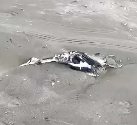 Xəzər sahilində kütləvi quş cəsədləri tapıldı  - Rəsmilər boynundan atır - VİDEO