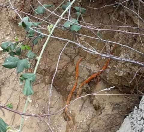 Bağçaya gül əkməyə getdi: Torpağı qazanda dəhşətlə qarşılaşdı  - VİDEO