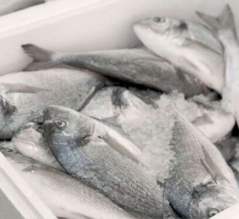 Marketlərdən balıq alarkən DİQQƏTLİ OLUN!  – VİDEO