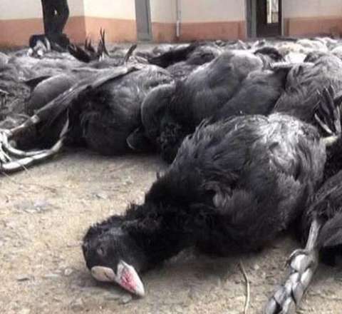 Lənkəranda kütləvi quş ölümü -  SƏBƏB