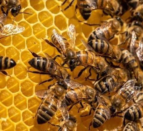 Azərbaycana təhlükəli arılar gətirilib 