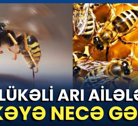Arıçılar həyəcan içində: Arı ailələri sürətlə qırıla bilər - VİDEO 