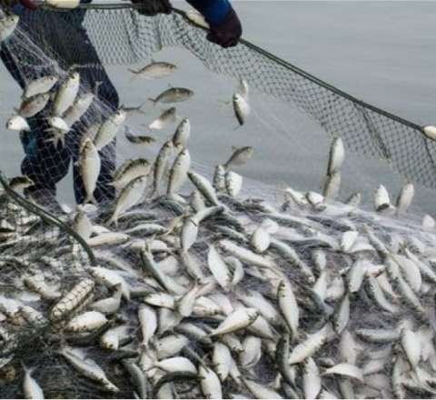 Balıq ovuna qadağa: Vətəndaşlar nəyi səhv anlayıb? 