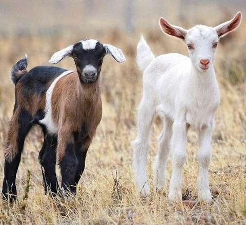 Çəpiş ətinə tələbat niyə artıb? -  VİDEO