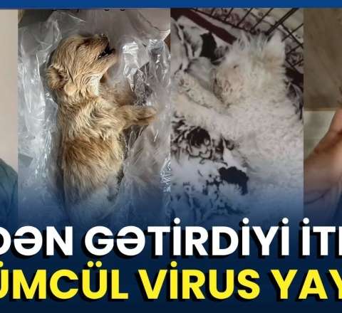 Satmaq üçün it aldı, 60 min manat ziyana düşdü - VİDEO