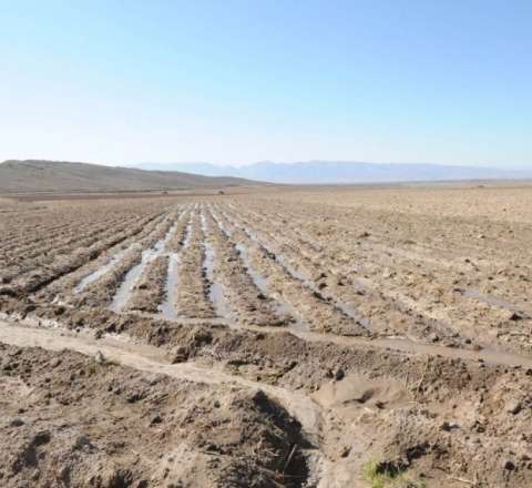 Yağışlar əkinləri yuyub apardı:  Bazarlarda bahalaşma başlayacaq?