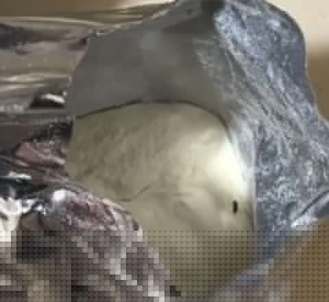 Uşaq qidasından həşərat çıxıb? Nəzarətə götürüldü -  VİDEO