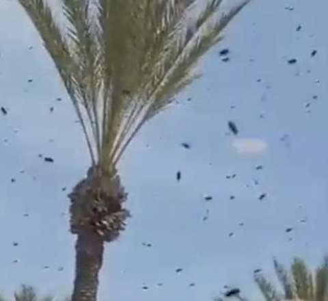 “Arı xəbərdarlığı” - Hərbi uçuşlar dayandırıldı - VİDEO