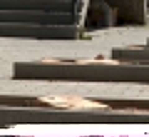 Bakıda bu ağacları kim kəsib? - VİDEO