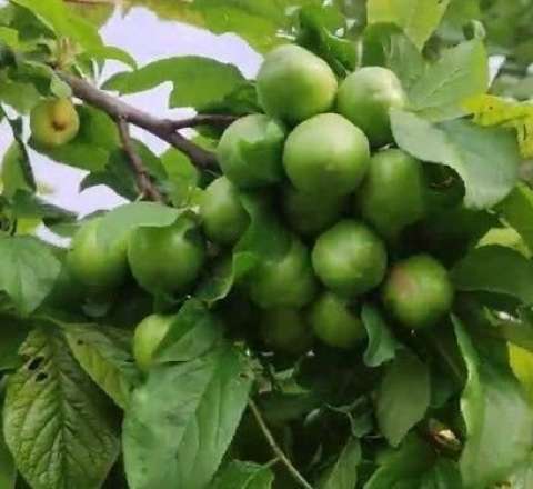 Alçanın qiyməti düşmür: Bahalığın səbəbi nədir? 