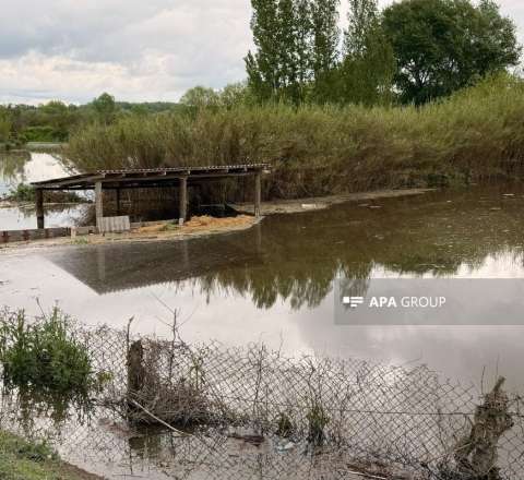 Kürün səviyyəsi artdı: Zərdabı su basdı  - FOTO