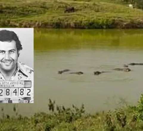 Pablo Eskobarın begemotları Kolumbiya hökumətini çətin vəziyyətə salıb 