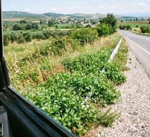 Dünyanın ən sağlam göyərtisi bəlli oldu:  Yol qırağında yetişir 