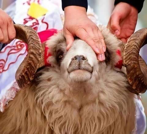 Qəssabların dinə zidd fırıldağı: Yığışıb ət almaq  qurbanı əvəz edirmi?