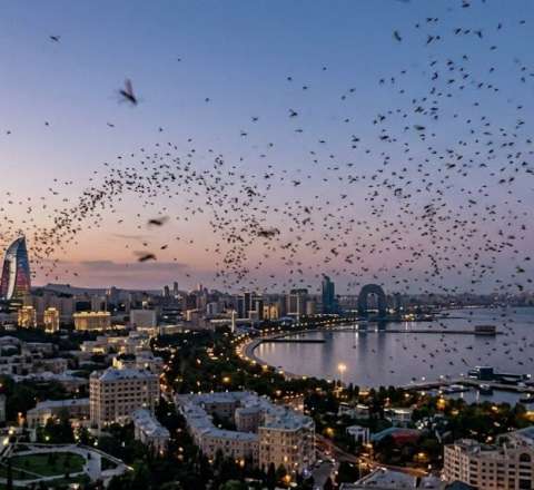 Bakı sakinləri təşvişdə: yayılan bu sirli həşərat nədir? 