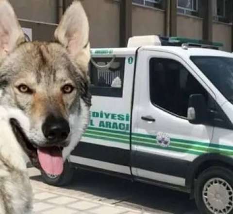 Arvadını tövləyə girən  canavar bilib güllələdi