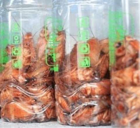 Tarakan yetişdirib yüz minlər qazandı - FOTO