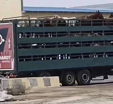 “Azərbaycanda at qoymayıblar qala, Qazaxıstana aparırlar” –  Görüntülər müzakirə yaratdı