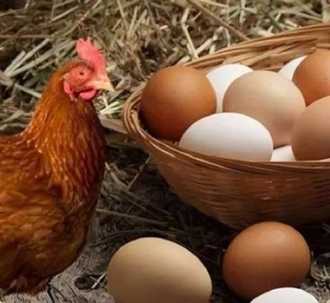 Əvvəl toyuq yaranıb, yoxsa yumurta? -  Əbədi suala CAVAB