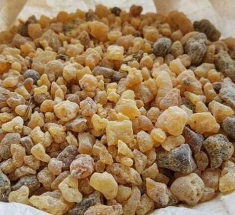 20 metrlik ağaclara dırmaşıb, tək-tək yığırlar, kiloqramı 500 manatdır 