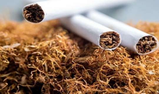 Azərbaycanda tütün istehsalı 58%-dən çox azalıb 