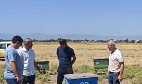 “Kimsə gəlib zəhərlə arıların hamısını qırıb...” - VİDEO