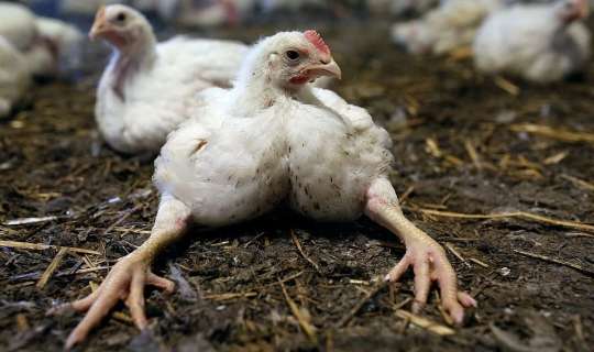 Broyler toyuqlarının orqanizmə    - 7 zərərli təsiri  - DƏHŞƏTLİ FAKTLAR