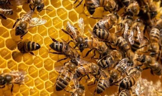 Azərbaycana təhlükəli arılar gətirilib 