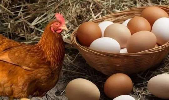 Əvvəl toyuq yaranıb, yoxsa yumurta? -  Əbədi suala CAVAB