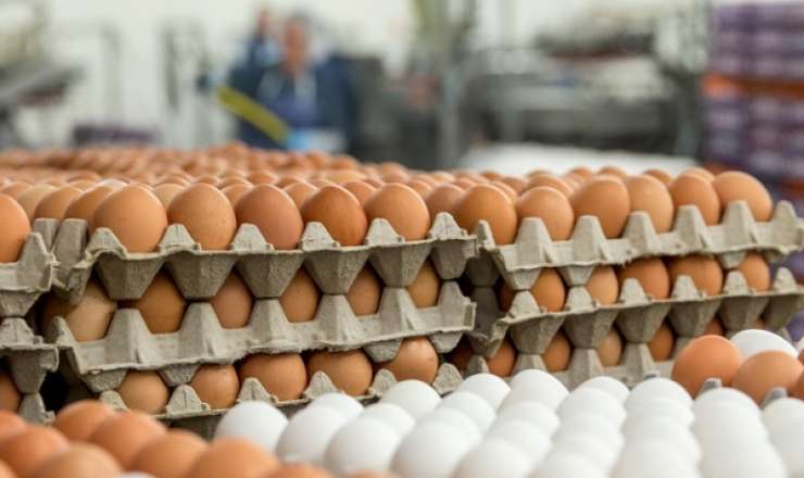 Qiymətlər rekord həddə enə bilər:  Yumurta bazarında nə baş verir?