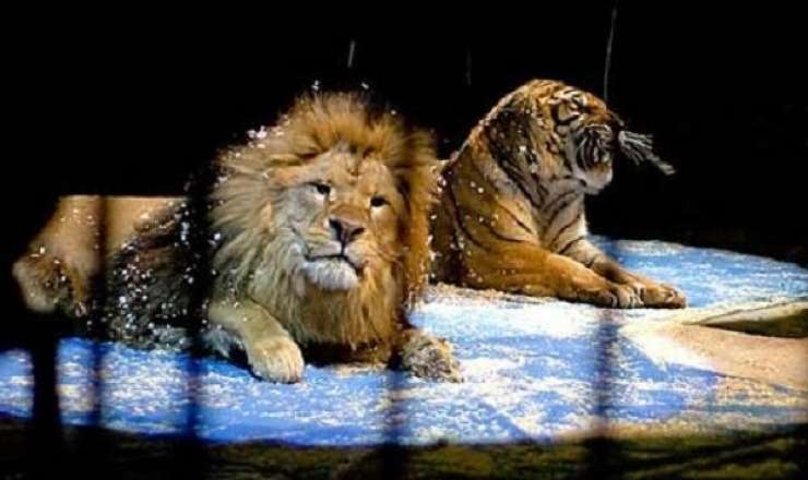 Sirkdə qorxulu anlar: Pələng tamaşaçıların oturduğu zonaya girdi - VİDEO