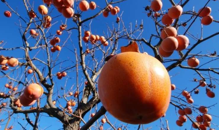 Bu meyvə xərçəng riskini azaldır 