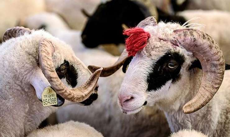 Qurban bayramı ilə bağlı qaydalar açıqlandı 