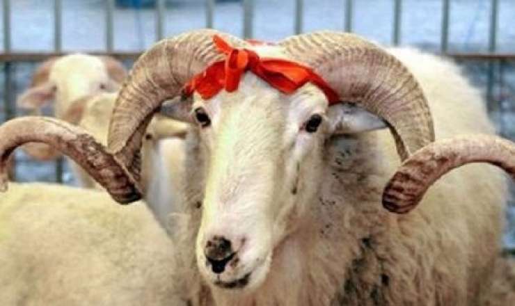 Bayram günü Azərbaycanda nə qədər qurban kəsilib? 
