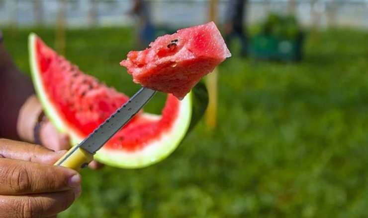 Zədələnmiş qarpız təhlükəli bakterial yoluxmaya səbəb ola bilər - XƏBƏRDARLIQ 