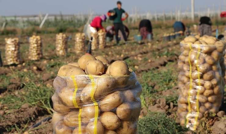 Rayonda 1, Bakıda 5 manata: Qiymət fərqinin sirri açıldı 