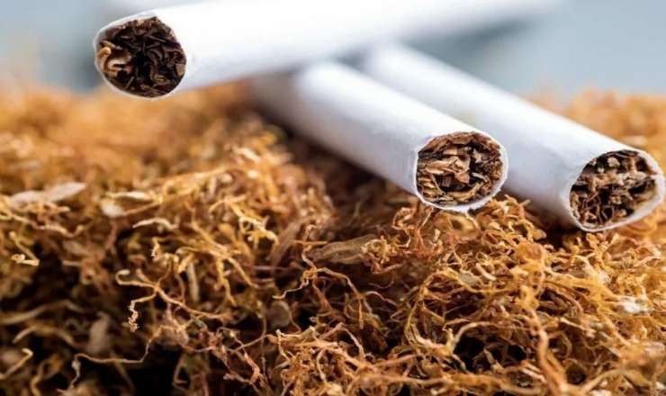 Azərbaycanda tütün istehsalı 58%-dən çox azalıb 