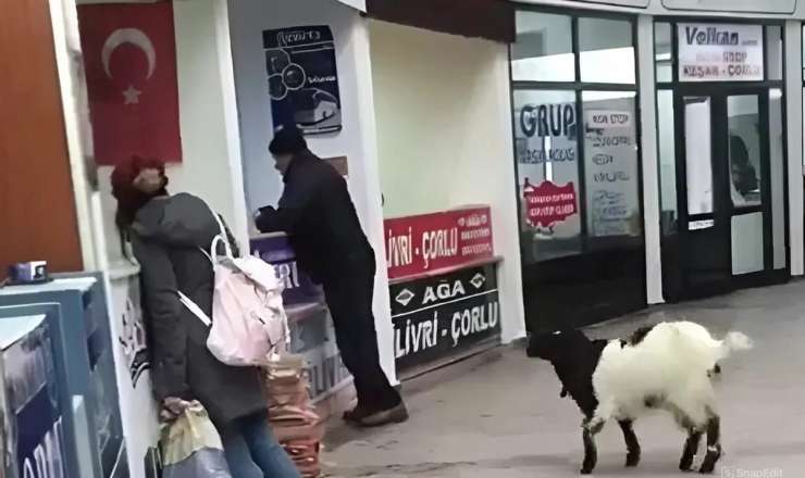 Avtovağzala girən keçi kassadan pulları götürüb getdi - VİDEO  