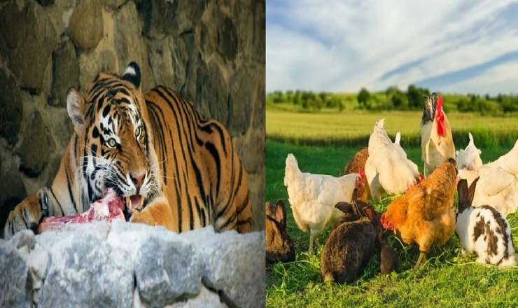 "Dovşan gətirin, at gətirin..." -  Danimarka zooparkı yırtıcılar üçün könüllü axtarır