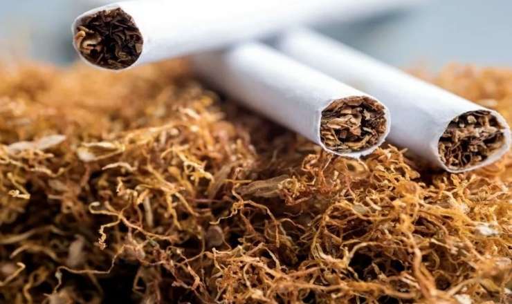 Azərbaycanda tütün istehsalı 57%-ə yaxın azalıb 